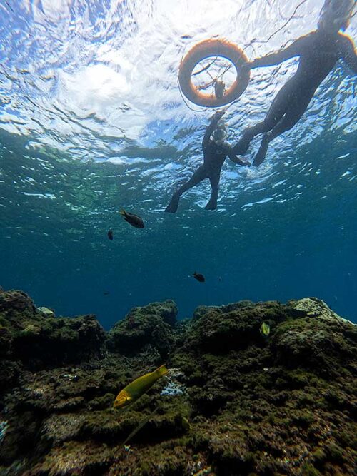 魚も見ながらのんびり周り