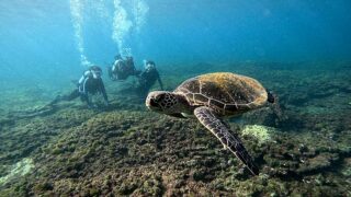 青空広がる八丈島、タイドプールと底土で【体験ダイビング】