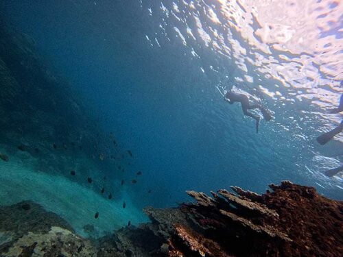 魚も見ながらのんびり泳いで戻ってきて