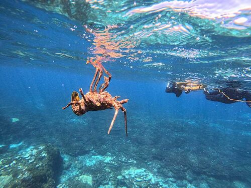 イセエビの抜け殻浮いてたり