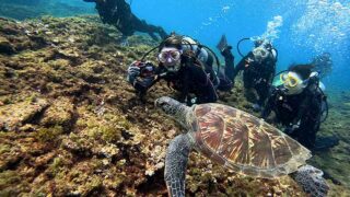 暑さは続く八丈島、うねりはあるが底土で【体験ダイビング】