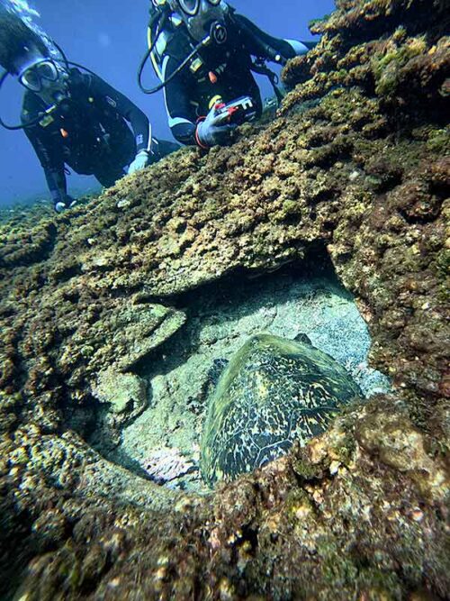 頭隠して休んでいたウミガメ見たり