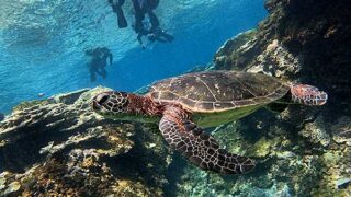 風は弱めな八丈島、概ね落ち着いていた底土で【シュノーケリング】