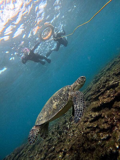 泳ぐウミガメ見かけつつ