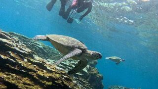 概ね晴れてた八丈島、うねりはあるが底土で【シュノーケリング】