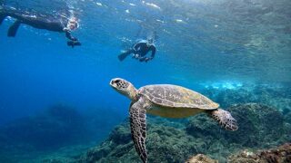 風は強めな八丈島、落ち着いていた八重根で【シュノーケリング】