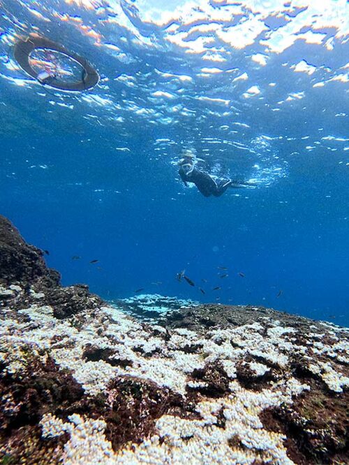 魚も見ながらのんびり周り