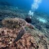 風は弱まる八丈島、うねりはあるが八重根と底土で【体験ダイビング】