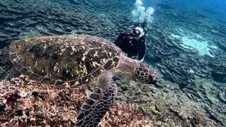 風は弱まる八丈島、うねりはあるが八重根と底土で【体験ダイビング】