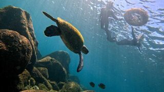 風は弱めな八丈島、若干うねりはあるが八重根で【シュノーケリング】