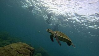 暑さ感じる八丈島、うねりはあるが八重根で【シュノーケリング】