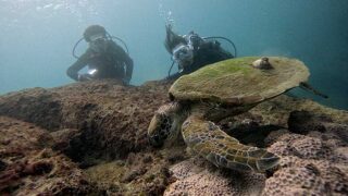 南風吹く八丈島、落ち着いていた神湊で【体験ダイビング】