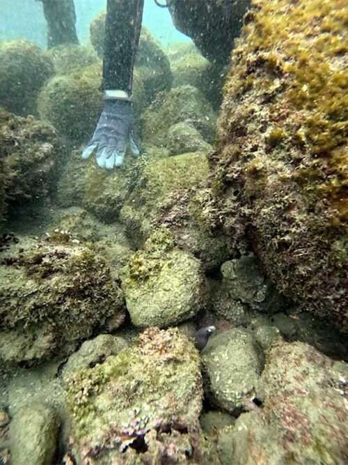 岩の隙間にサビウツボいたり