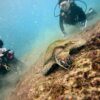 雨は止んでた八丈島、穏やかな神湊で【体験ダイビング】