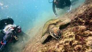 雨は止んでた八丈島、穏やかな神湊で【体験ダイビング】