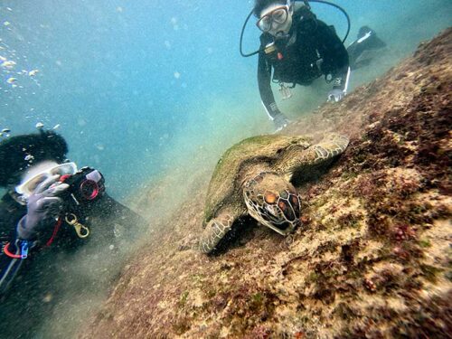 海藻食べてたアオウミガメ