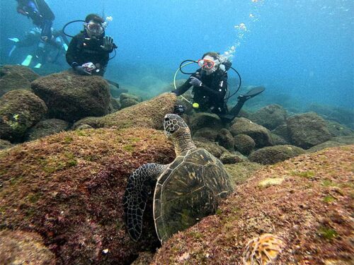 岩の隙間で休憩していたアオウミガメとか