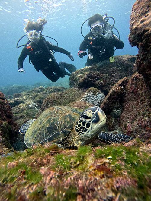 岩の隙間にウミガメいたり