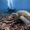 グズつく天気の八丈島、概ね落ち着く神湊と底土で【体験ダイビング】