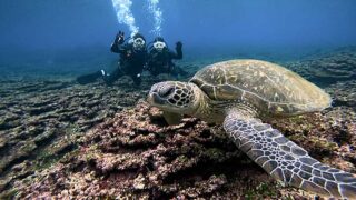 グズつく天気の八丈島、概ね落ち着く神湊と底土で【体験ダイビング】