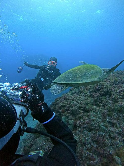 ウミガメと一緒に写真撮ったり