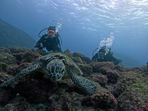 水底近くで海藻食べてた小さいウミガメ