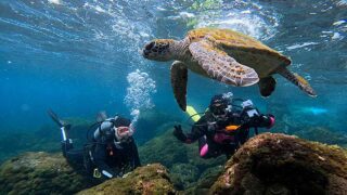 青空広がる八丈島、落ち着いてきていた八重根で【体験ダイビング】