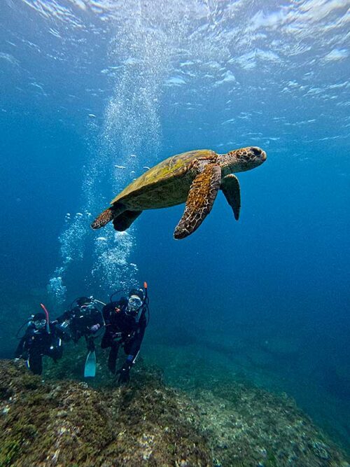 ちょっと沖出てウミガメ見たり