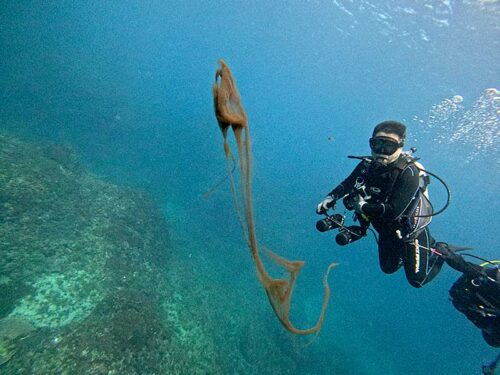 イカ墨浮いてたり