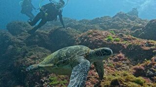 西風吹いていた八丈島、うねりはあるが八重根で【ダイビング】