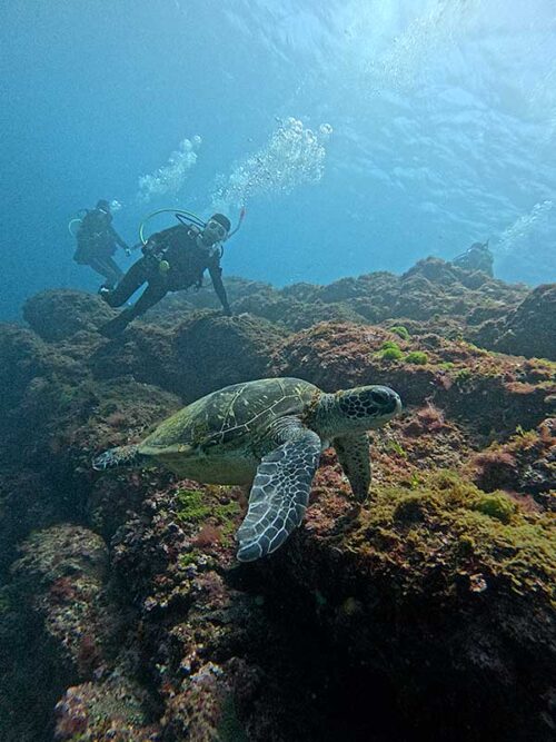ウミガメ泳いでおりまして