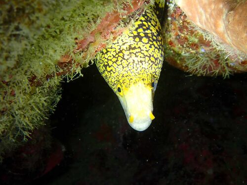クモウツボ