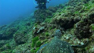 青空見えるが一時雨降る八丈島、神湊と底土で【ダイビング】