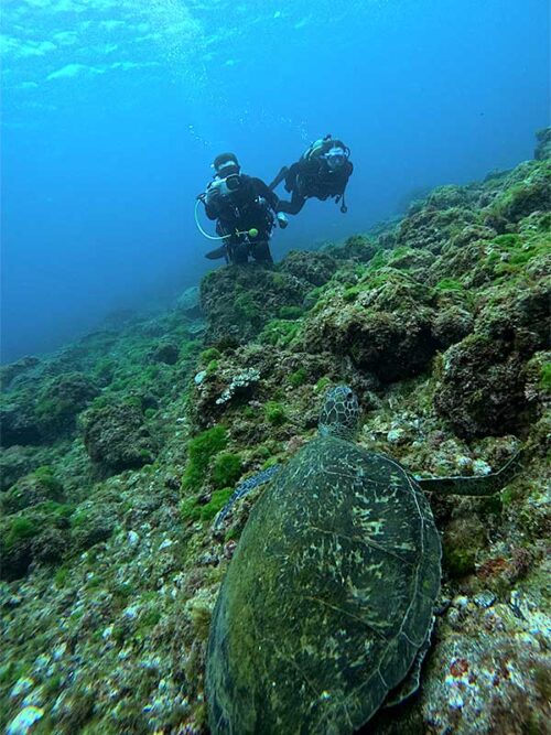 アオウミガメはちらほら見かけ