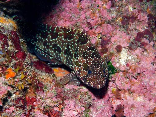 ヒトミハタっぽいの