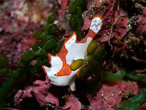 クマドリカエルアンコウ