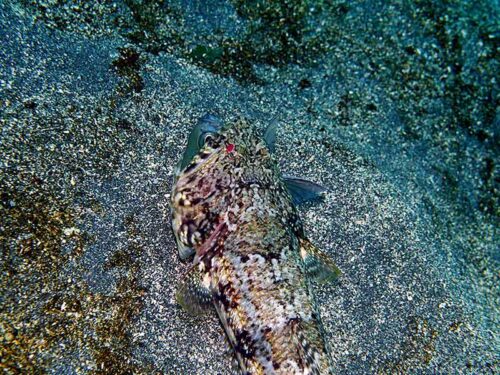 お魚咥えたミナミアカエソ