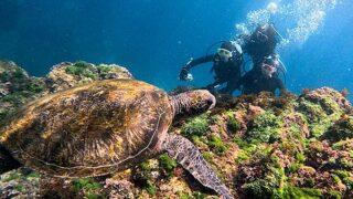 南の風吹く八丈島、概ね落ち着いていた八重根で【体験ダイビング】