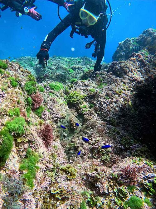 ソラスズメダイ見たり