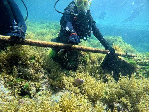 魚も見ながら海に慣れ