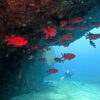 風は弱めな八丈島、落ち着いていた南西側で【ダイビング】