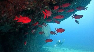 風は弱めな八丈島、落ち着いていた南西側で【ダイビング】