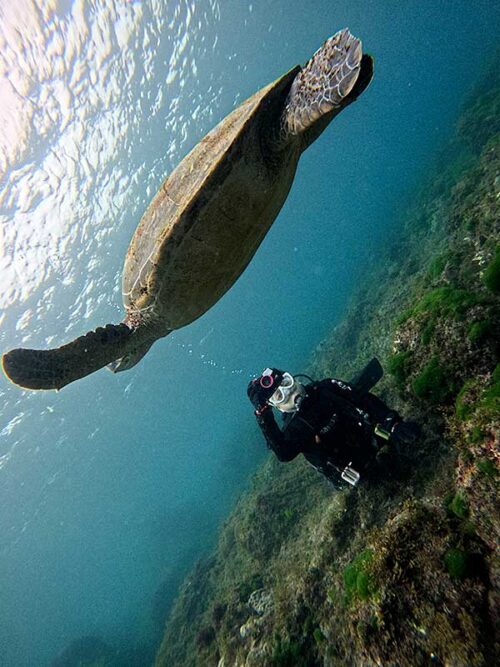 下からウミガメ撮ってみて