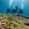 グズつく天気な八丈島、落ち着いていた底土で【体験ダイビング】