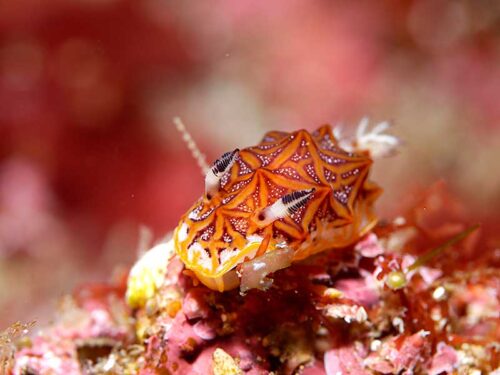 流れに耐えてたモザイクウミウシ