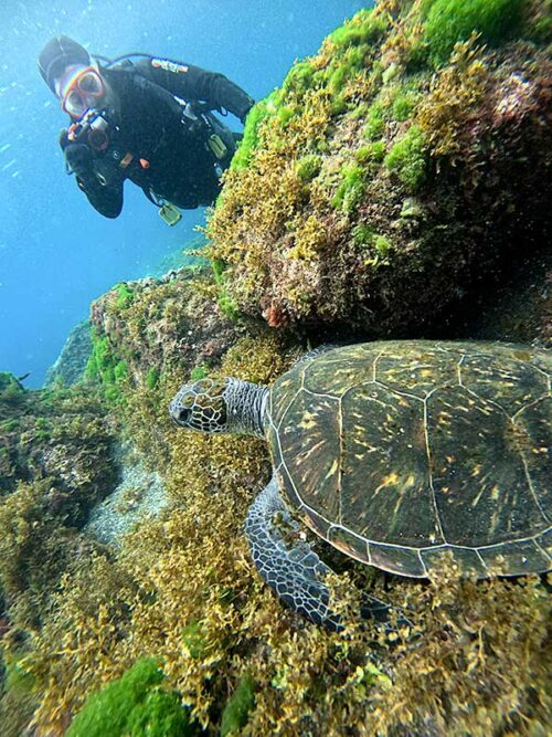 ウミガメ撮ってみたりして