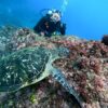 明るい曇りな八丈島、とっても穏やかだった八重根で【体験ダイビング】