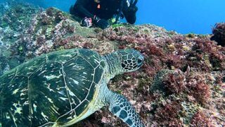 明るい曇りな八丈島、とっても穏やかだった八重根で【体験ダイビング】