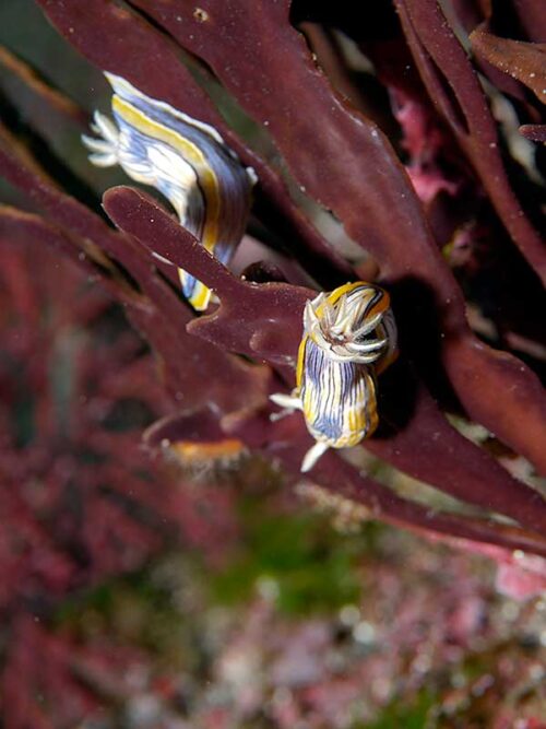コンガスリウミウシ