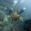 気温は低めな八丈島、うねりはあるが八重根で【体験ダイビング】